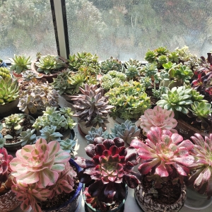 ����������ɫ�ˣ�Խ��ԽƯ����