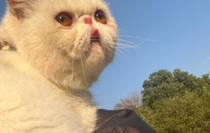 ��̫ꖣ��ڼ����������⣬��������������