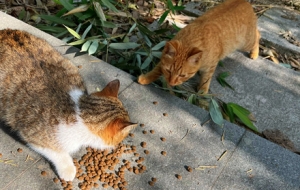 ꖹ�����؈؈θ�ڴ�ã��q�µ�������˺���