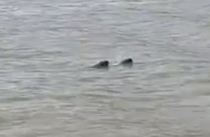 ����񾯰l�F��Ӱ�S��ˮ��������һ��ԭ���ǡ���