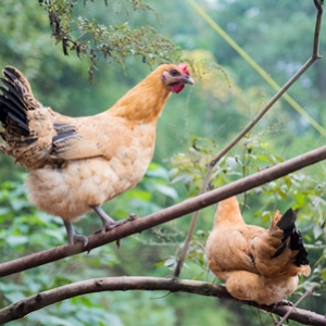 �����ˏ��l�����Ļ�u���l�F����Ư��һ�Ӵ��^��