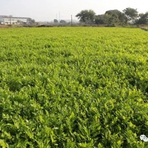 ��ꎵĻ���ˮ�ۣ��� �^�]��