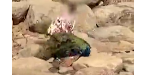 �°l(f��)�o�a����@��