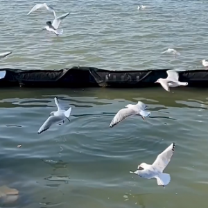 ���x�^侣��t�캣�t�����w��