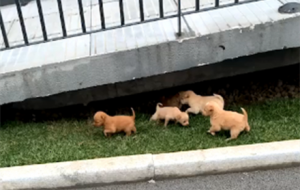 �\�ӹ��@����һ�CС�������B��ȥ�I��