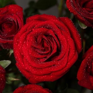 ��ꖾW���˹����H�������_ʼ��