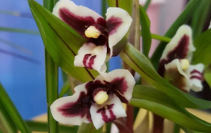 ��ɽ���@���mչ�����_Ļ��