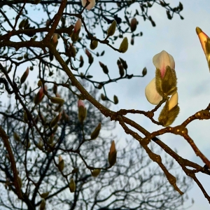  �f������ˣ�����Ć᣿