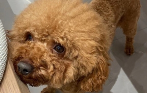 �쵽һ�l��̩�ϣ����ҹ�����