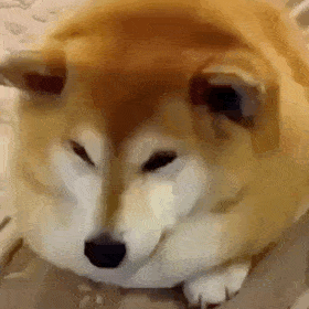 ������̧�^��ȥ���^���˲�Ҫ̫��Ŷ~