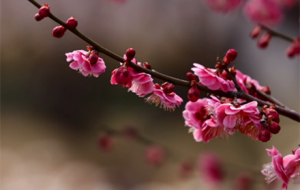 ����^�p�ڣ����f��÷��ǧ�˰ّB����ʼ���