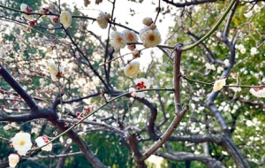 �ֵ���M����������L��