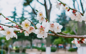 ����p÷�^��̎�����@��...