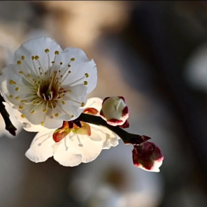 �������P÷��ǰ��һ������մ�M��