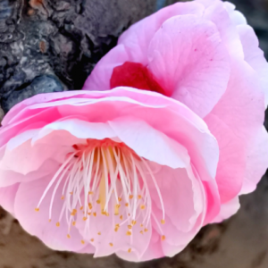 ��򹫈@�S�ģ��p÷�����r