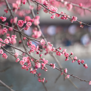 ÷����M��ɽ��ǧ���f�䉺֦��