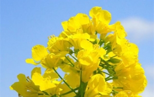 ���µ�С�S�� �ĳ���������h��