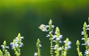 �ƴ��ַǴ���������������ǂ��ᰡ