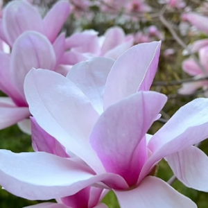 ���մ򿨣������mʢ��