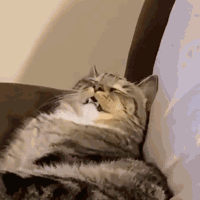 ​�ゃ��߅�����İ໨�������������ô����?