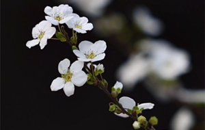 ����ѩ�Ļ��ܣ�ѩ������Ó�� ������Ȼ