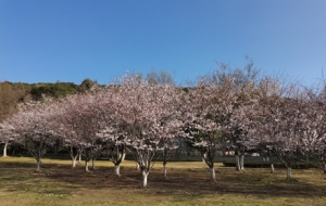 ���ʢ�_(k��i) �а������������