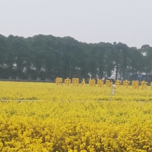 �Ͳ˻�ʢ�_�ļ�����������ȥһƬ���S