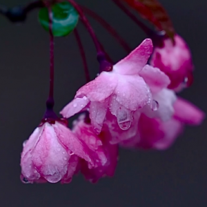 ���Ļ��������̎̎�����˵��f���