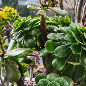 �o���Gɫ�������죬����ľG����ħ��