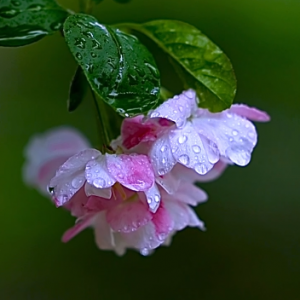 �������ģ���֬�c�c�Z����