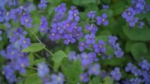 �T���ʢ��`�� ��ɫ����������