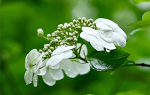 �������S�Pһ�껨 �ĺ��oͬ�