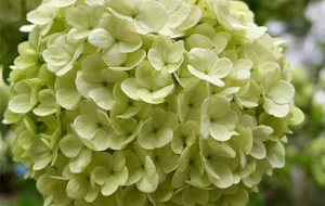 �C�򻨣�һ���_���ٻ��L��