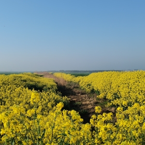 �峿����Ұ�����T�ڵĴ�ɫ