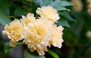 �������g����ס������Mͥɢ����