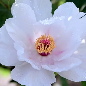 ĵ�������|������������ˮ