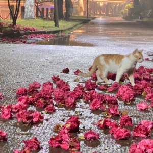 ��õĴ��죬�ͽo��~