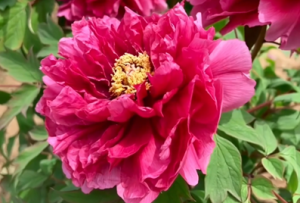 Ҫ���^ĵ��ʢ�ţ���֪ʲô�Ї�ɫ����