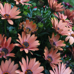 ���մ򿨣��S̎��Ҋ����