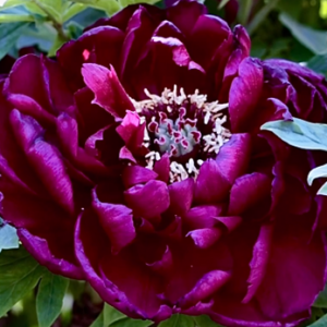 ĵ����Ӻ���A�F����(gu��)ɫ����