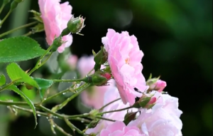 �MԺ�Nޱ����¶���h����̎���y