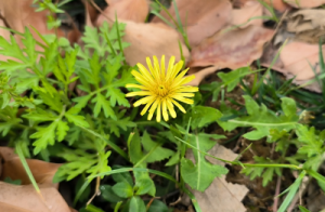 ̤�ࣺӛ������С����