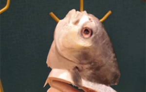 �ؑc��側򿨣�ζ�������ĵص���ʳ