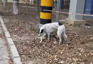 �l�ҵĹ��G�ˣ� �����������Ц��