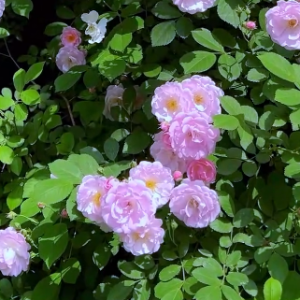 �Nޱ��һ�|���㣬һĨ����