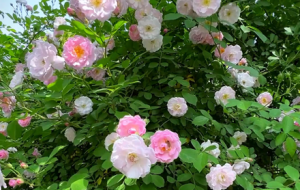 �vʹ����ż������ ��(n��i)����Ҫ�������\