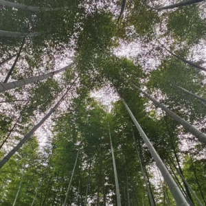 �ļ���ʼ����ʰ����̤��ȥ