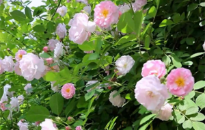 ����̎ �t�u�� �G�u�S �Nޱ�ҷ����f