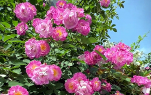 ��(l��i)�@���򿨣��Nޱ�k���M(m��n)ͥ�㣡