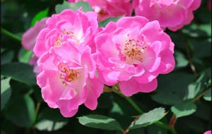 �Nޱ���M(m��n)�� ���Z(y��)Ҳ�A��